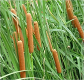 不朽情缘MG官方网站(试玩)游戏登录入口